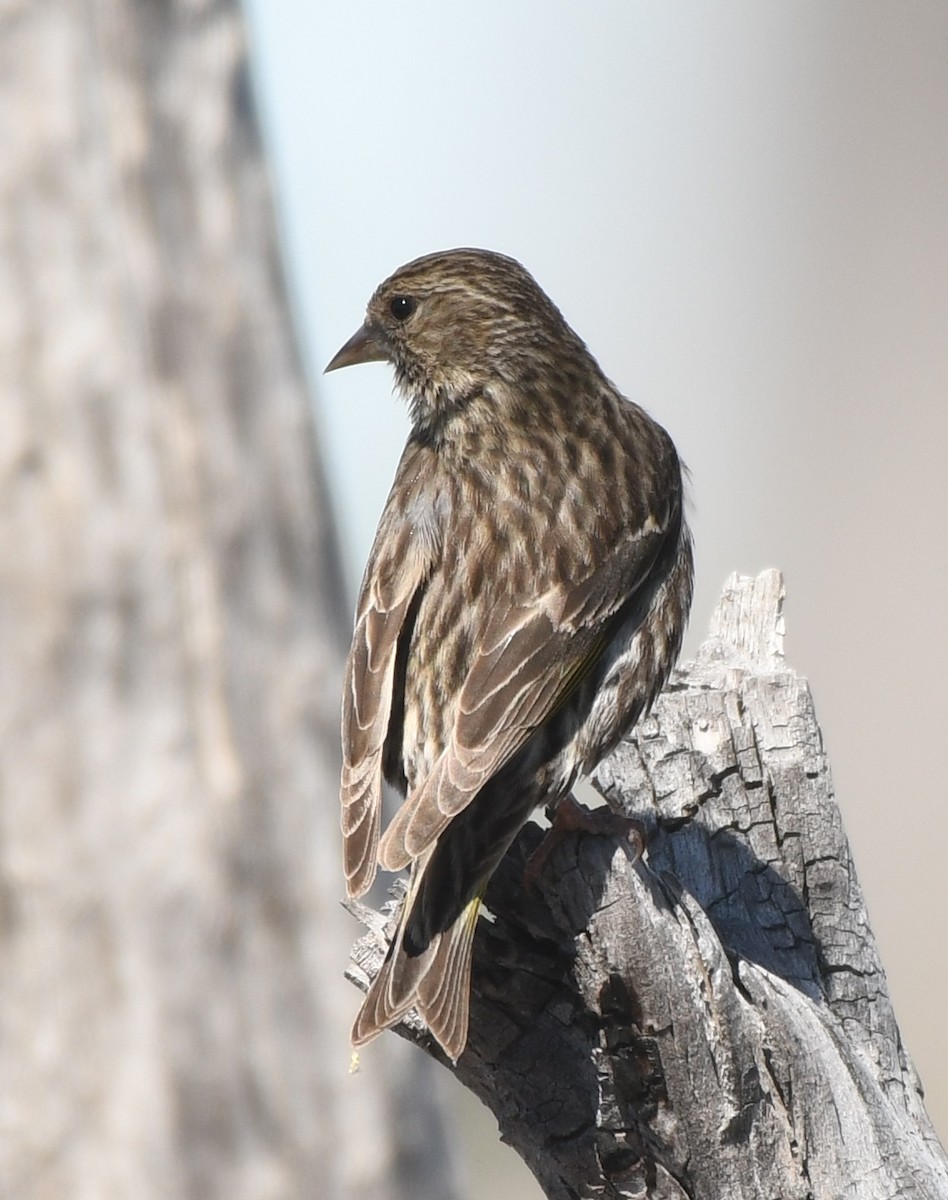 Pine Siskin - ML359268331