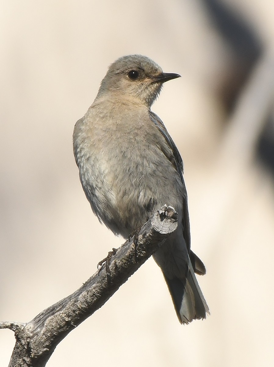 Mountain Bluebird - ML359268431