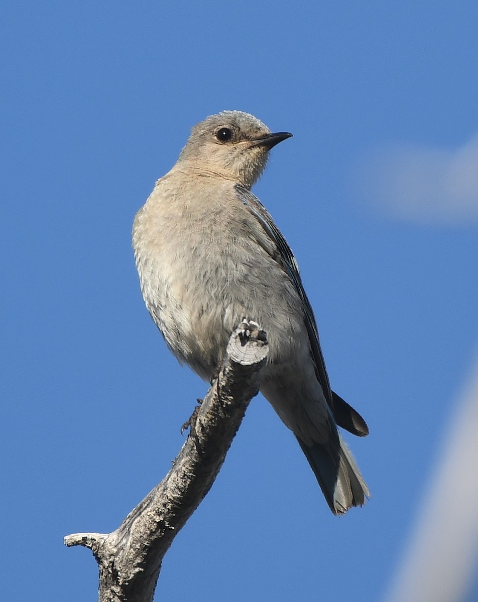 Mountain Bluebird - ML359268441