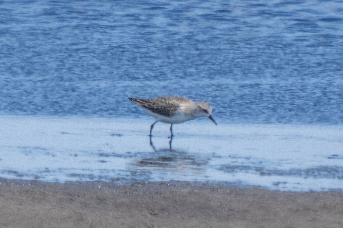 Semipalmated Sandpiper - Steven Hunter