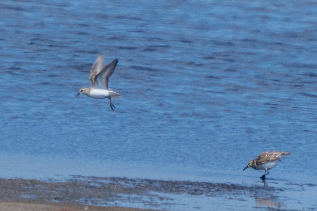 Semipalmated Sandpiper - ML359270281