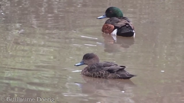 Chestnut Teal - ML359271541