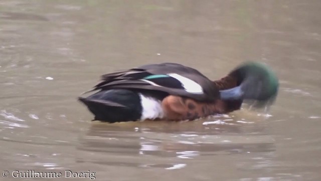 Chestnut Teal - ML359271911