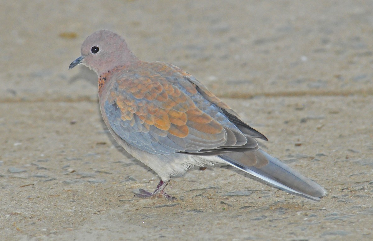 Laughing Dove - Elizabeth Hawkins