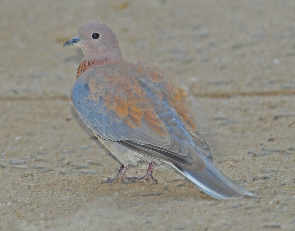 Laughing Dove - Elizabeth Hawkins