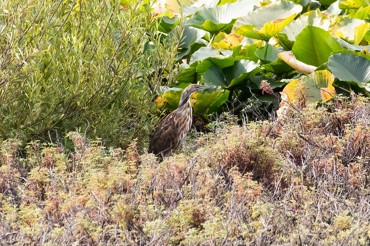 American Bittern - ML359272591