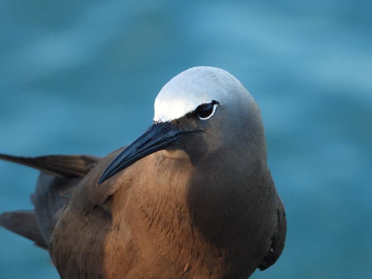 Brown Noddy - ML359276411