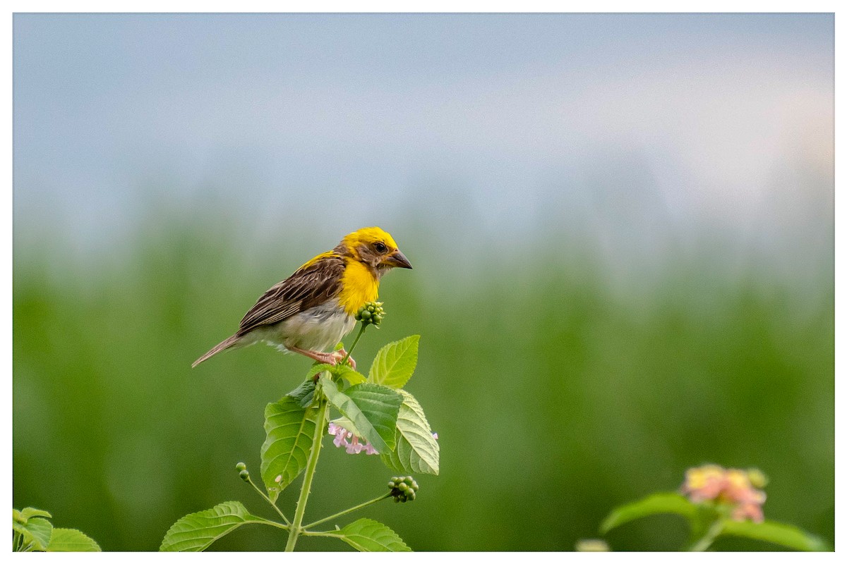 Baya Weaver - ML359277751