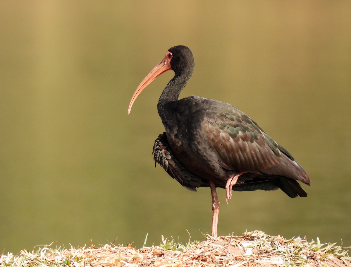 Bare-faced Ibis - ML359278821