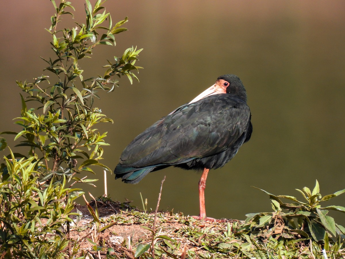 Bare-faced Ibis - ML359278831