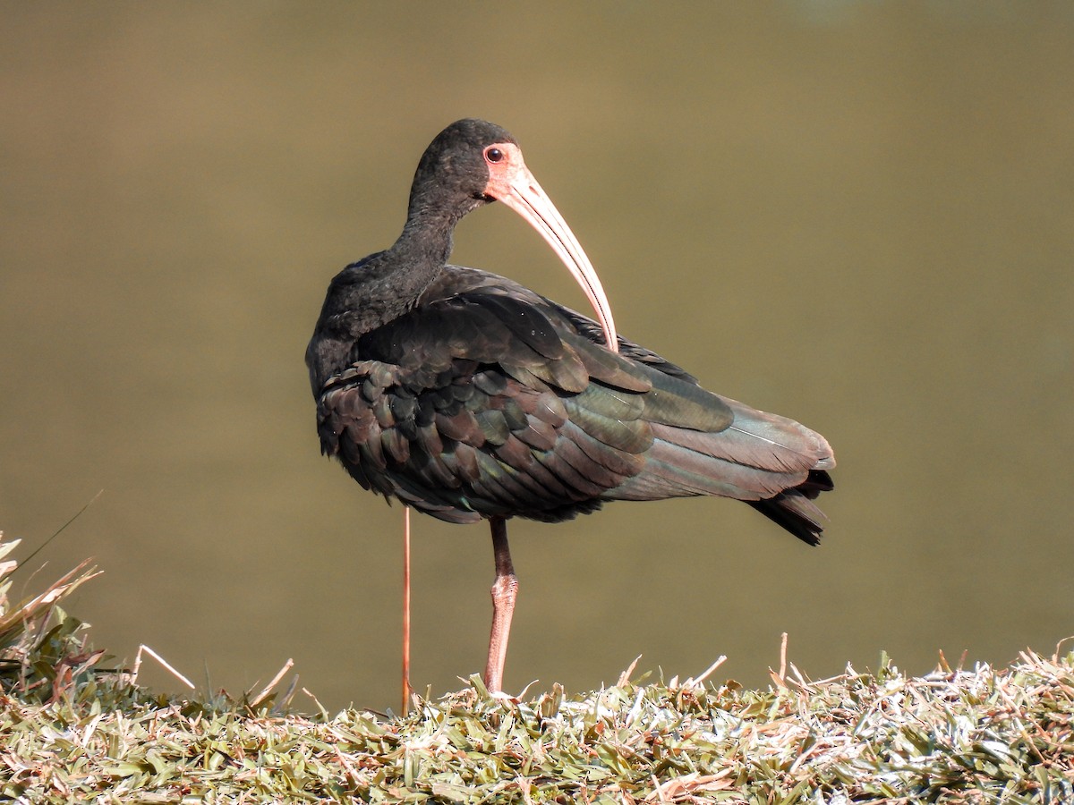 Bare-faced Ibis - ML359278841