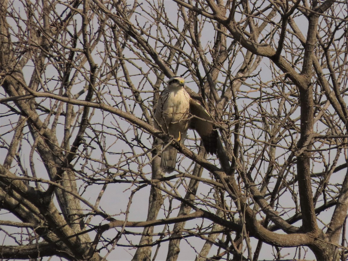 Roadside Hawk - ML359279231