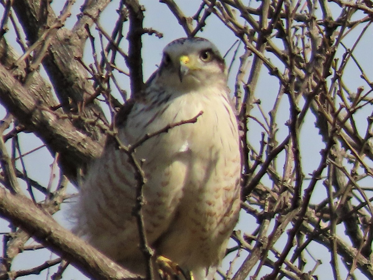 Roadside Hawk - Javier Pereyra