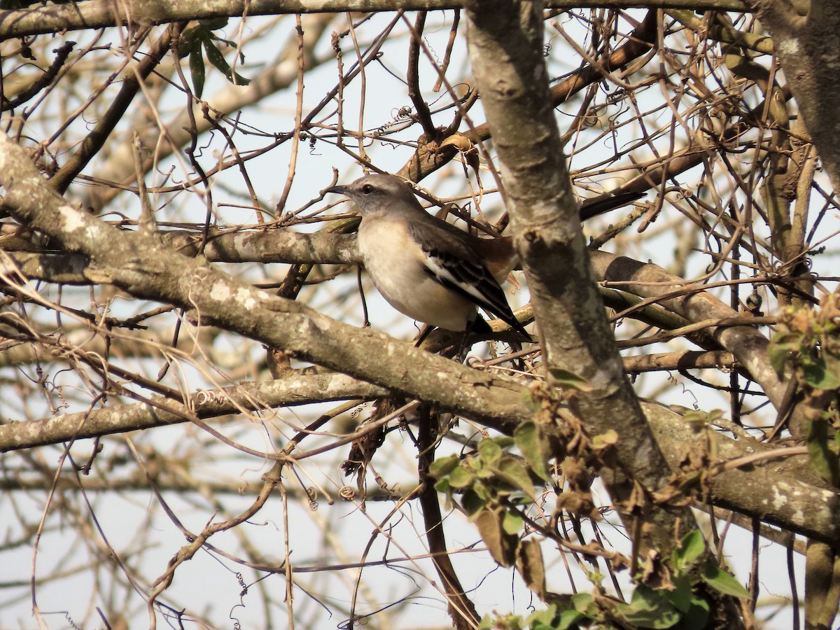 White-banded Mockingbird - ML359279691