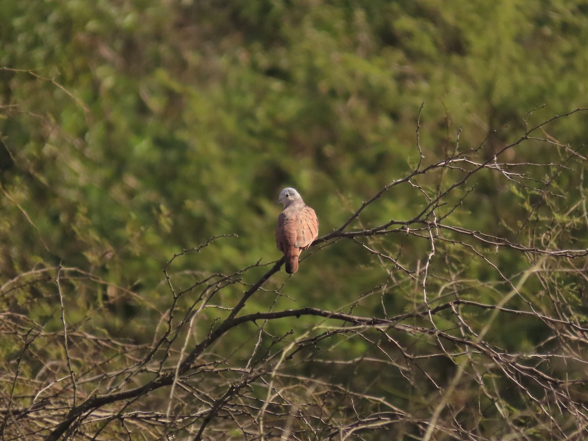 Ruddy Ground Dove - ML359279731