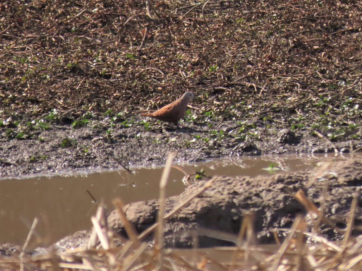 Ruddy Ground Dove - ML359279831