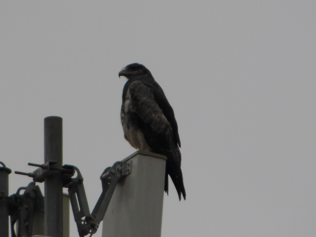 Black-chested Buzzard-Eagle - ML359279911