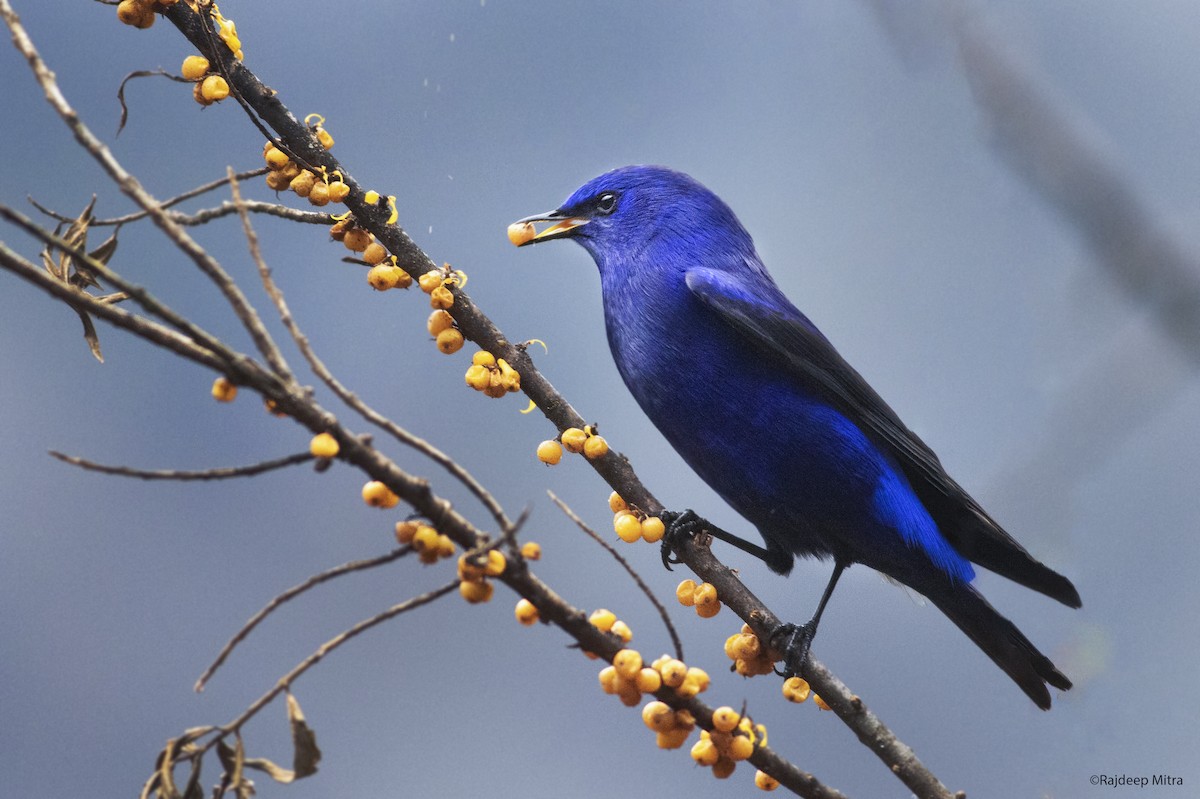 Grandala - Anonymous