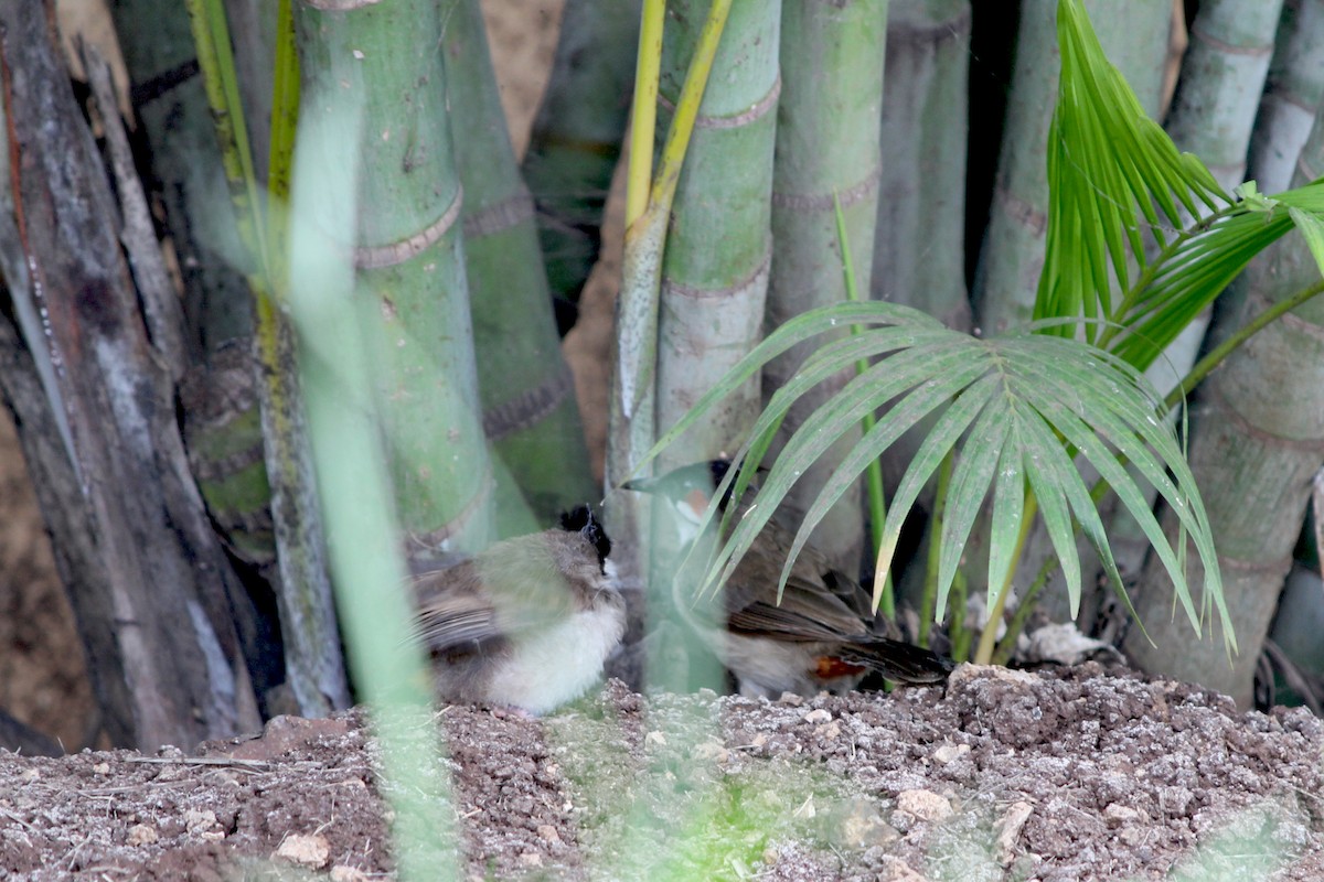 Red-whiskered Bulbul - ML35928181