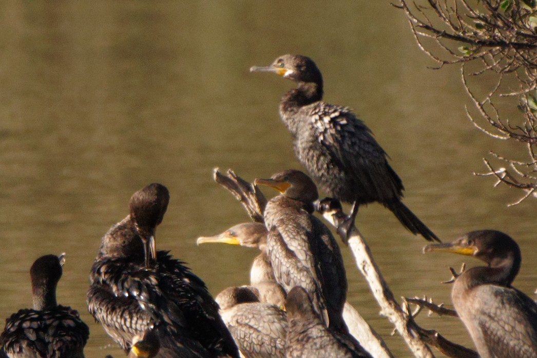 Neotropic Cormorant - ML359281991