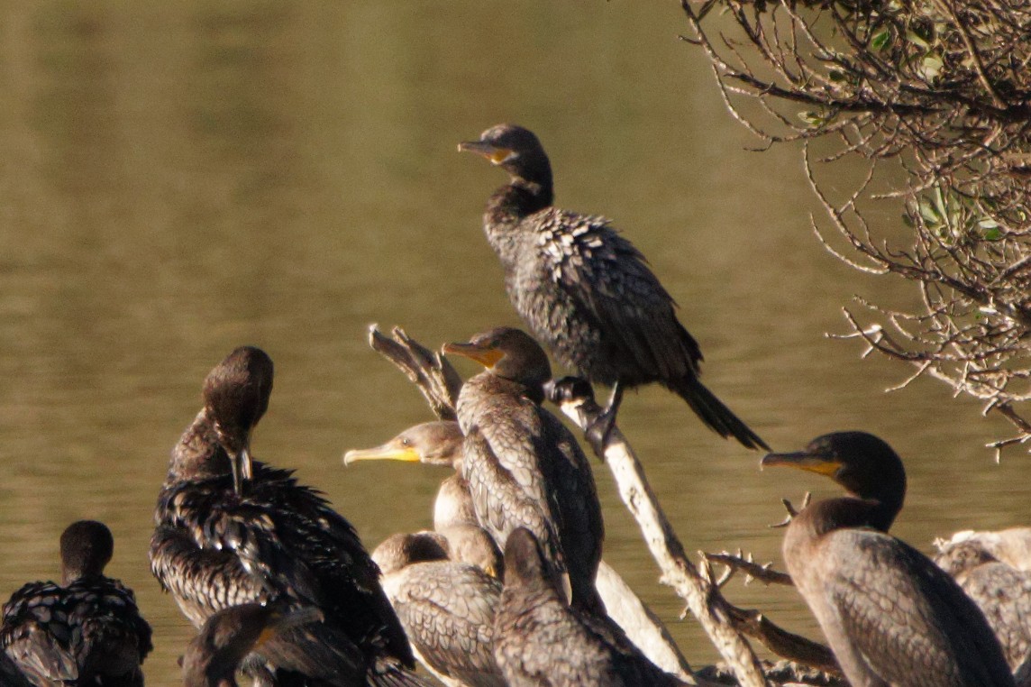 Neotropic Cormorant - ML359282001