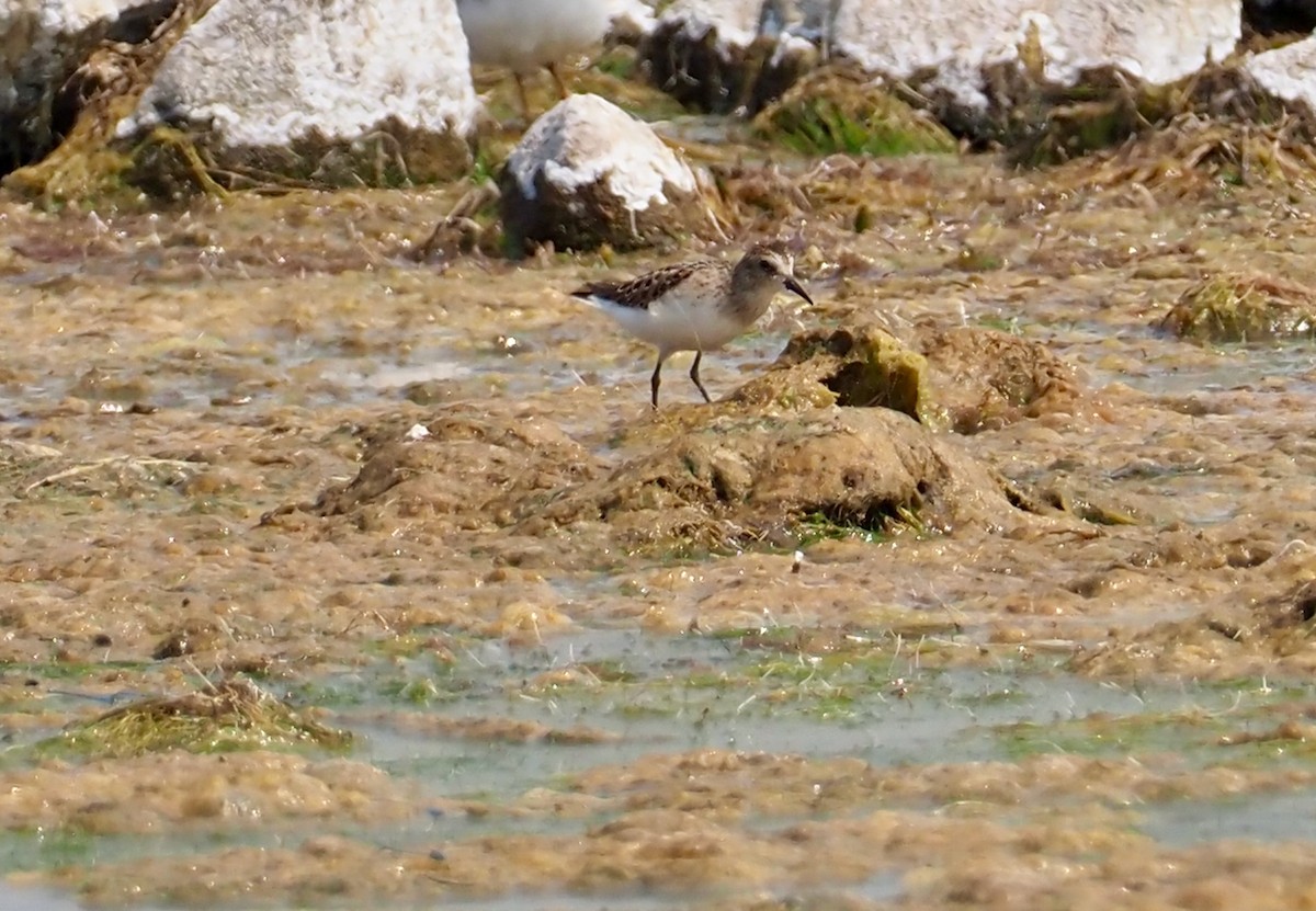 Baird's Sandpiper - John Anderson