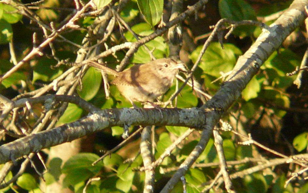 House Wren - ML35928371