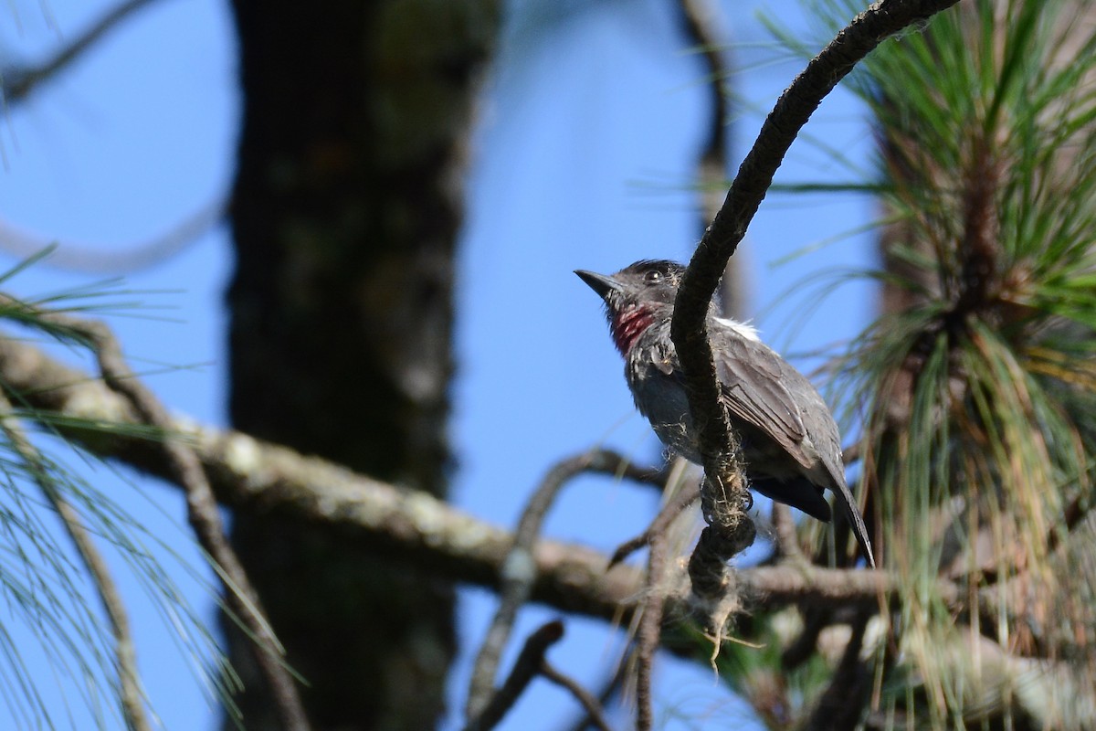 Rose-throated Becard - Moises Rodriguez