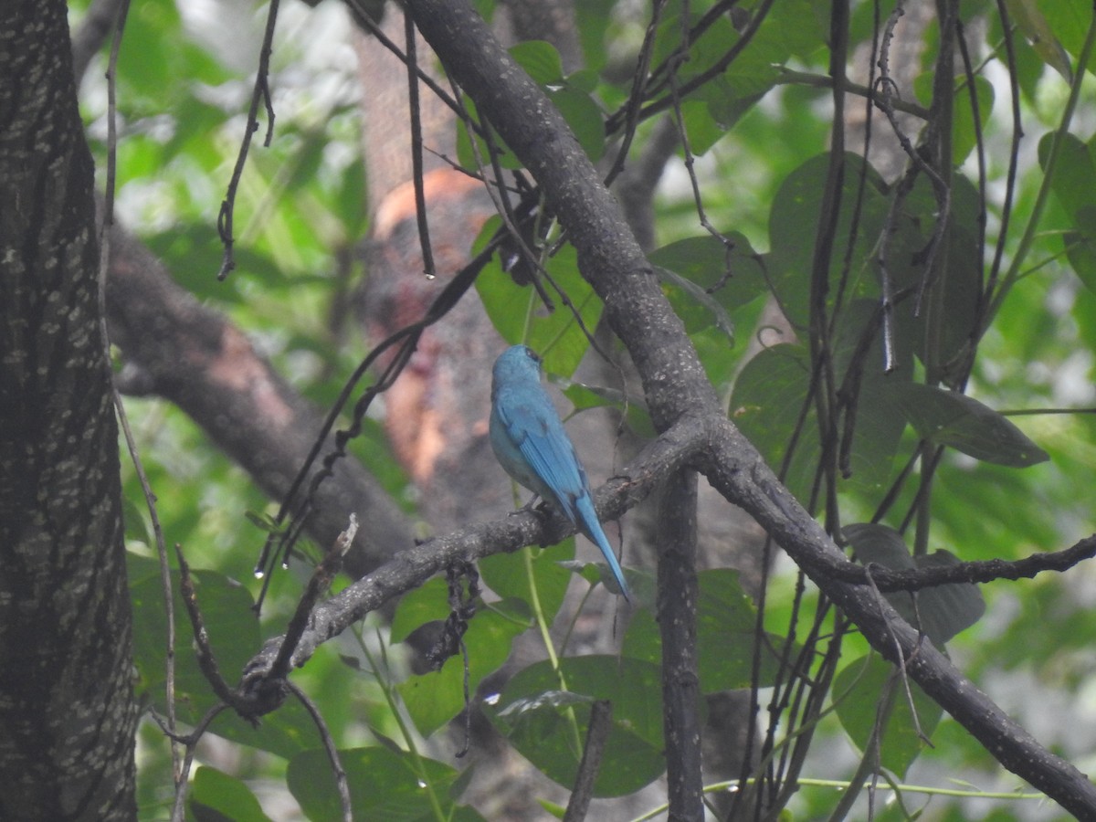 Verditer Flycatcher - ML359285661