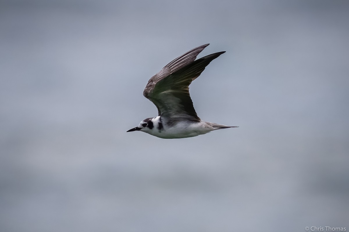 Black Tern - Chris Thomas