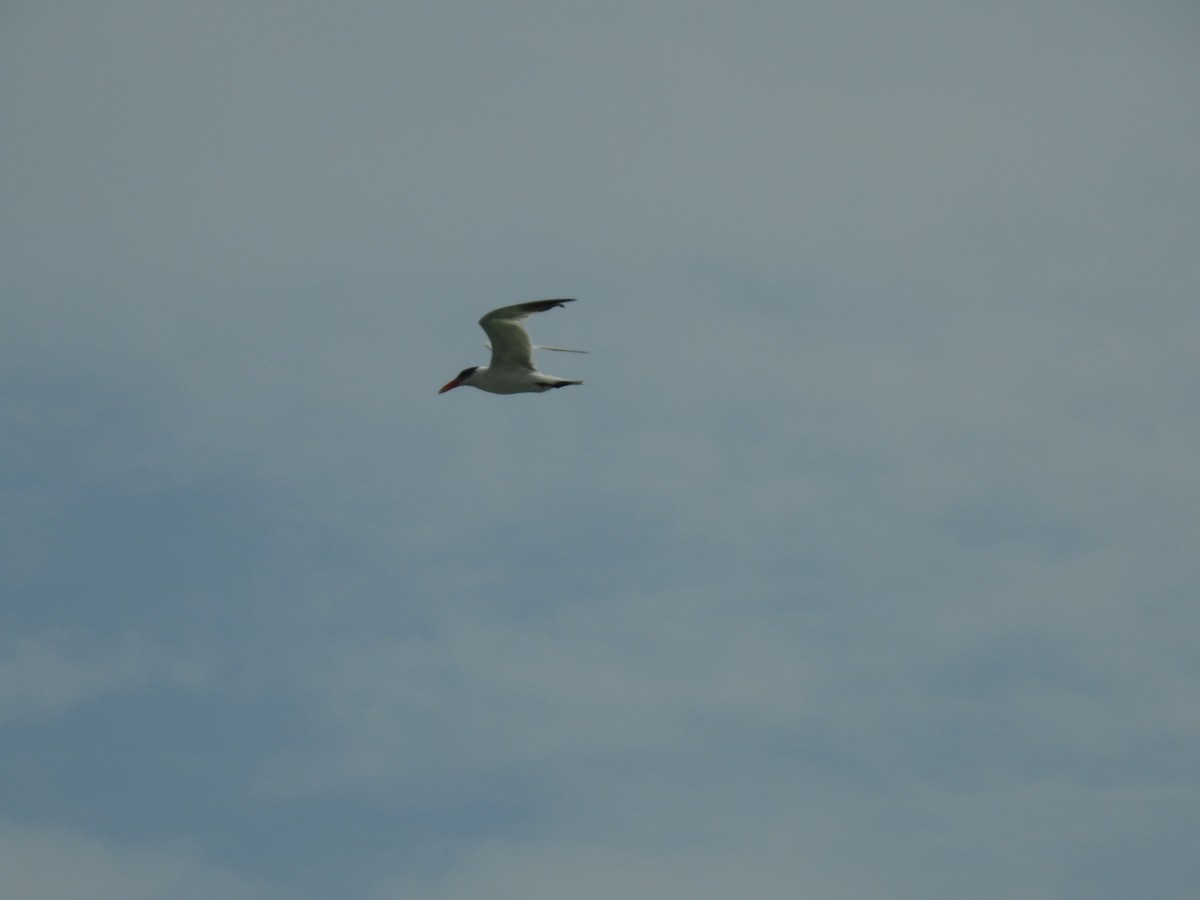 Морин хараалай - ML359288601