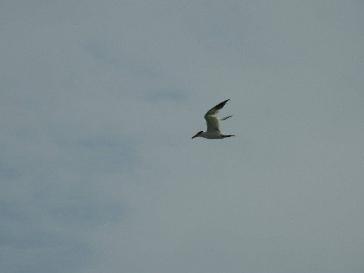 Морин хараалай - ML359288621