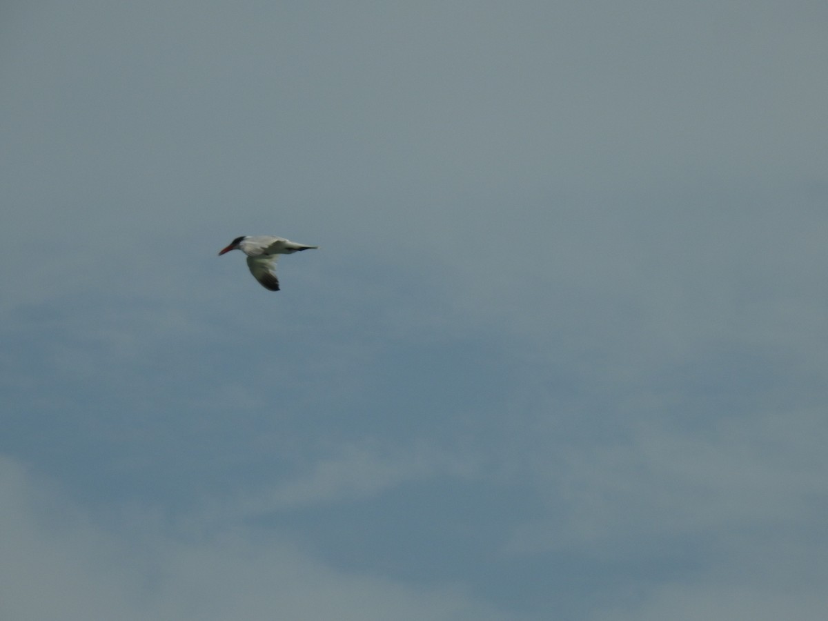 Морин хараалай - ML359288631