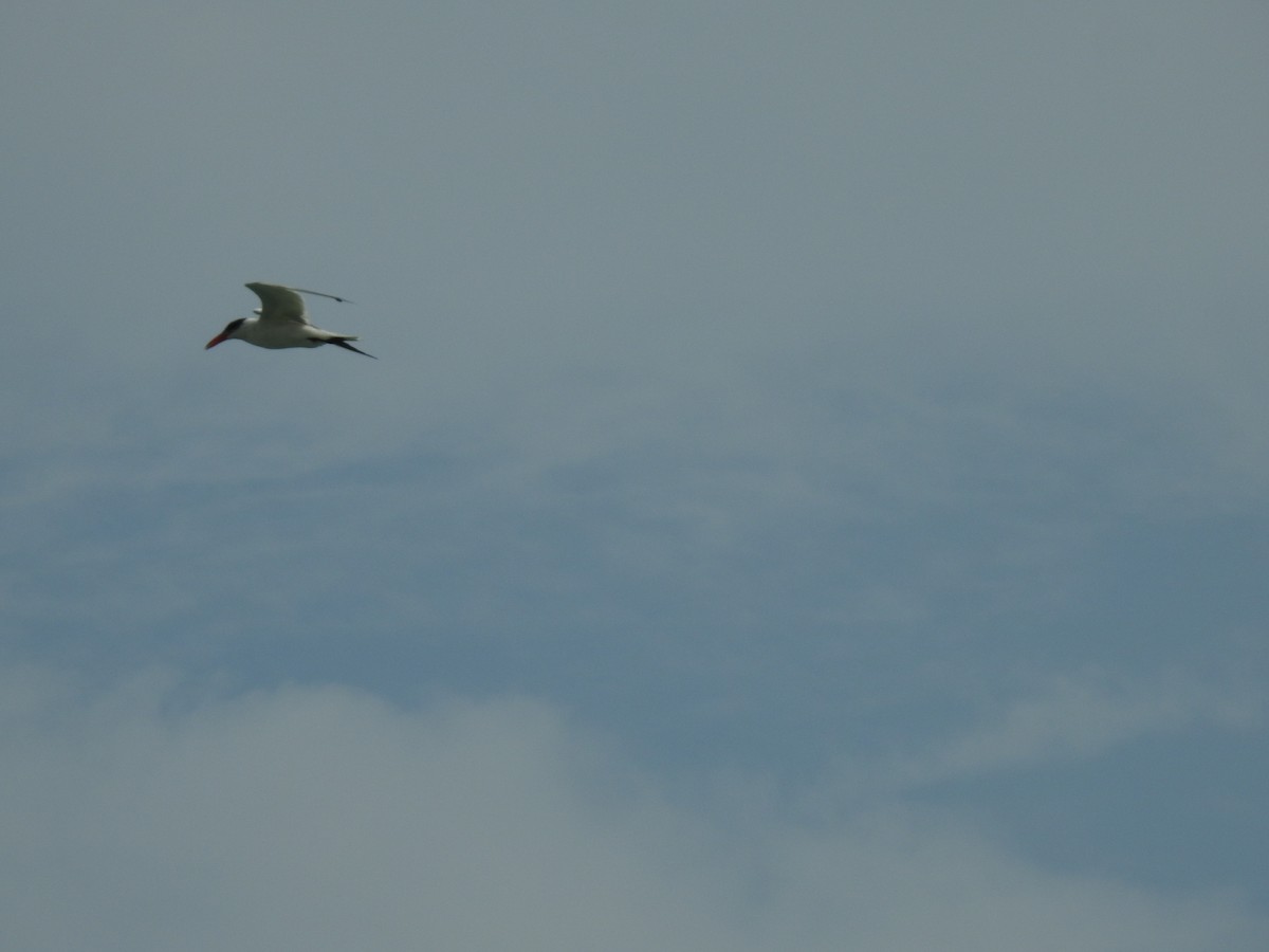 Морин хараалай - ML359288641