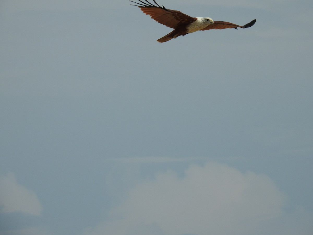 Brahminy Kite - ML359288651