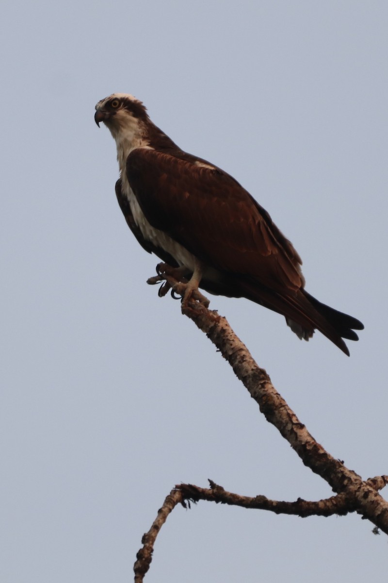 Osprey - George Johnson