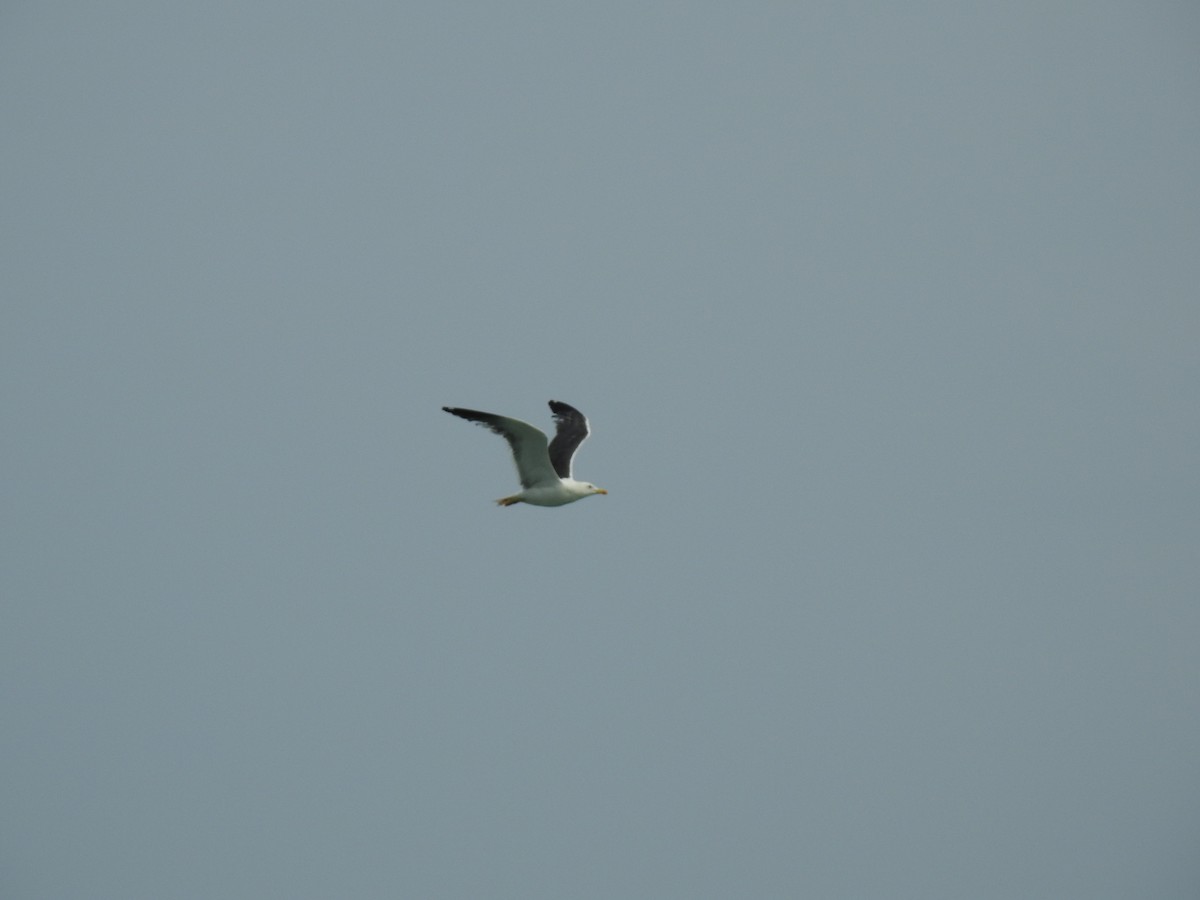 Хэуглины цахлай - ML359288741