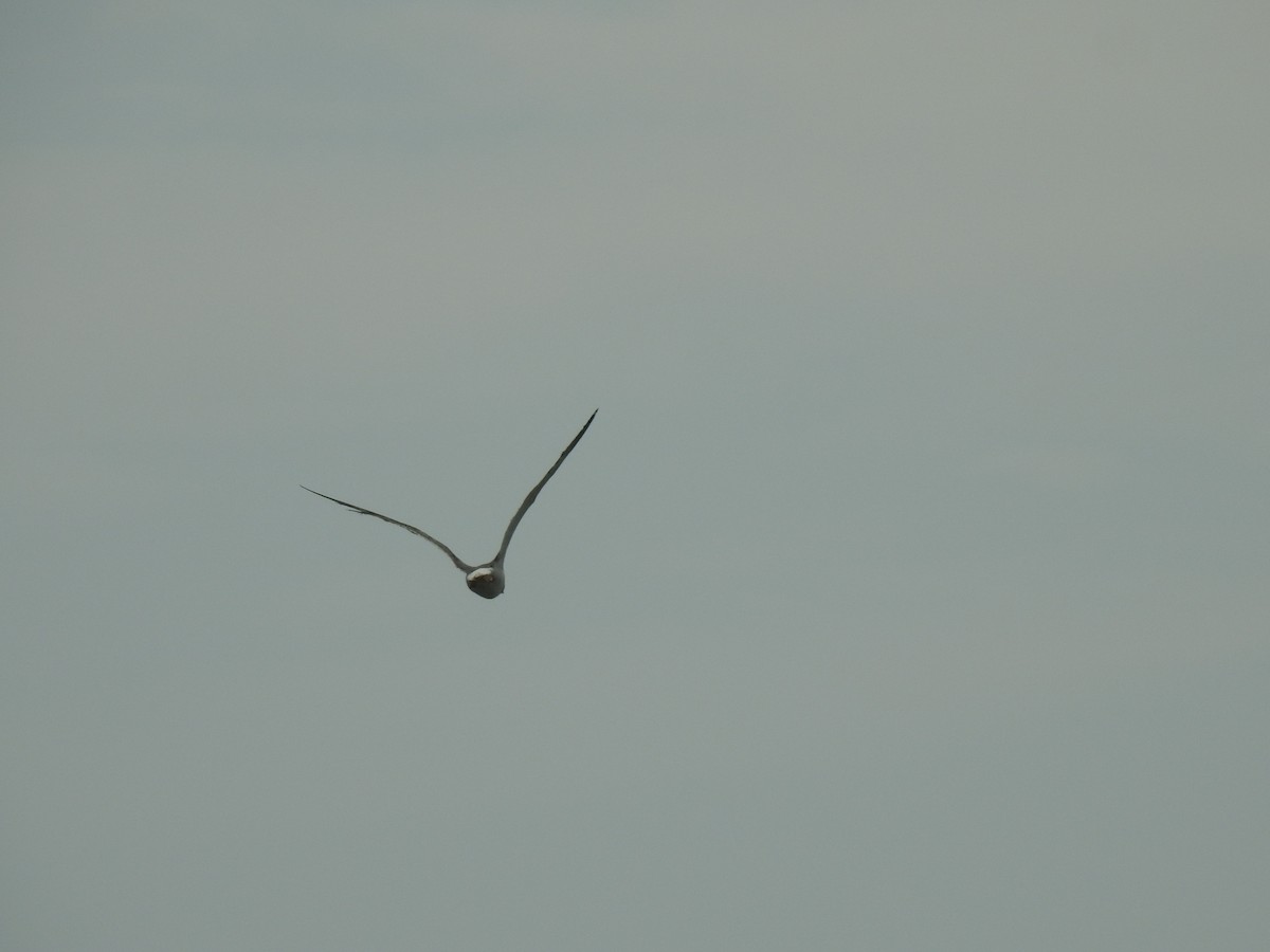 Хэуглины цахлай - ML359288761