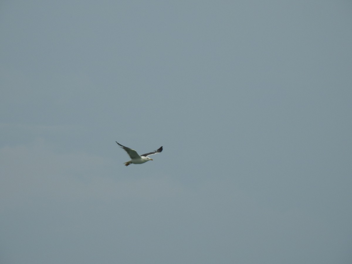 Хэуглины цахлай - ML359288771