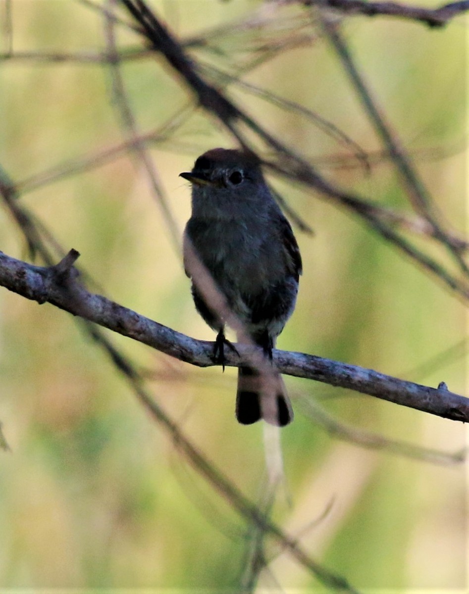 Gray Flycatcher - ML359288781