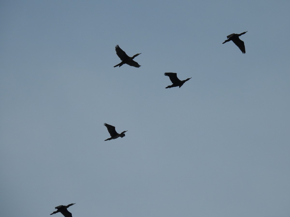 Indian Cormorant - ML359288791