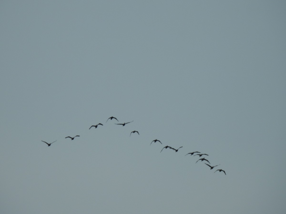 Indian Cormorant - ML359288821