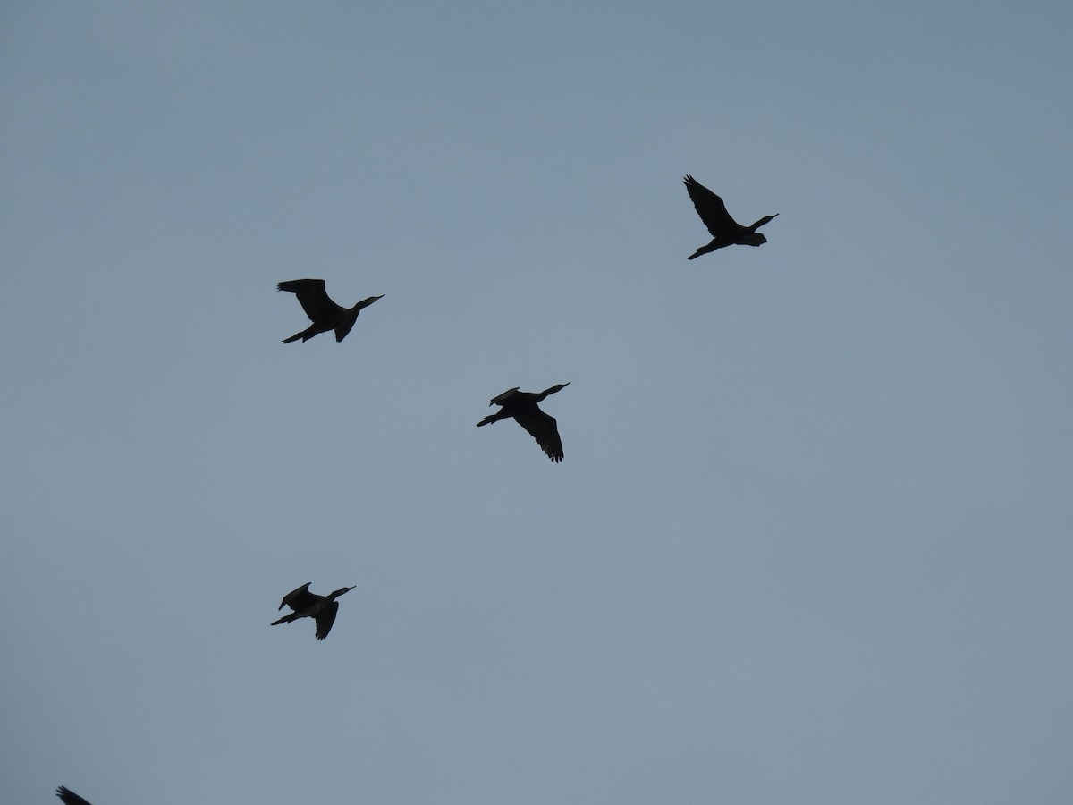 Indian Cormorant - ML359288831