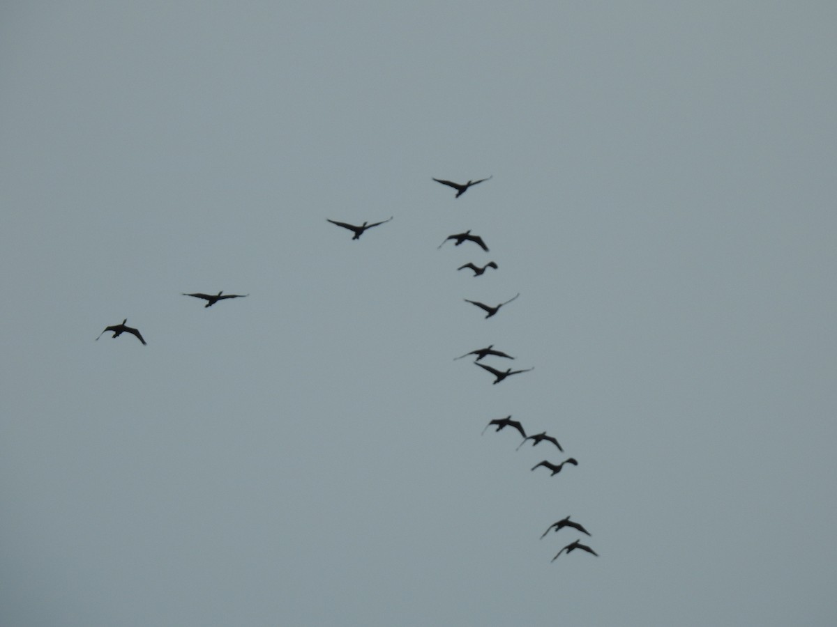 Indian Cormorant - ML359288851