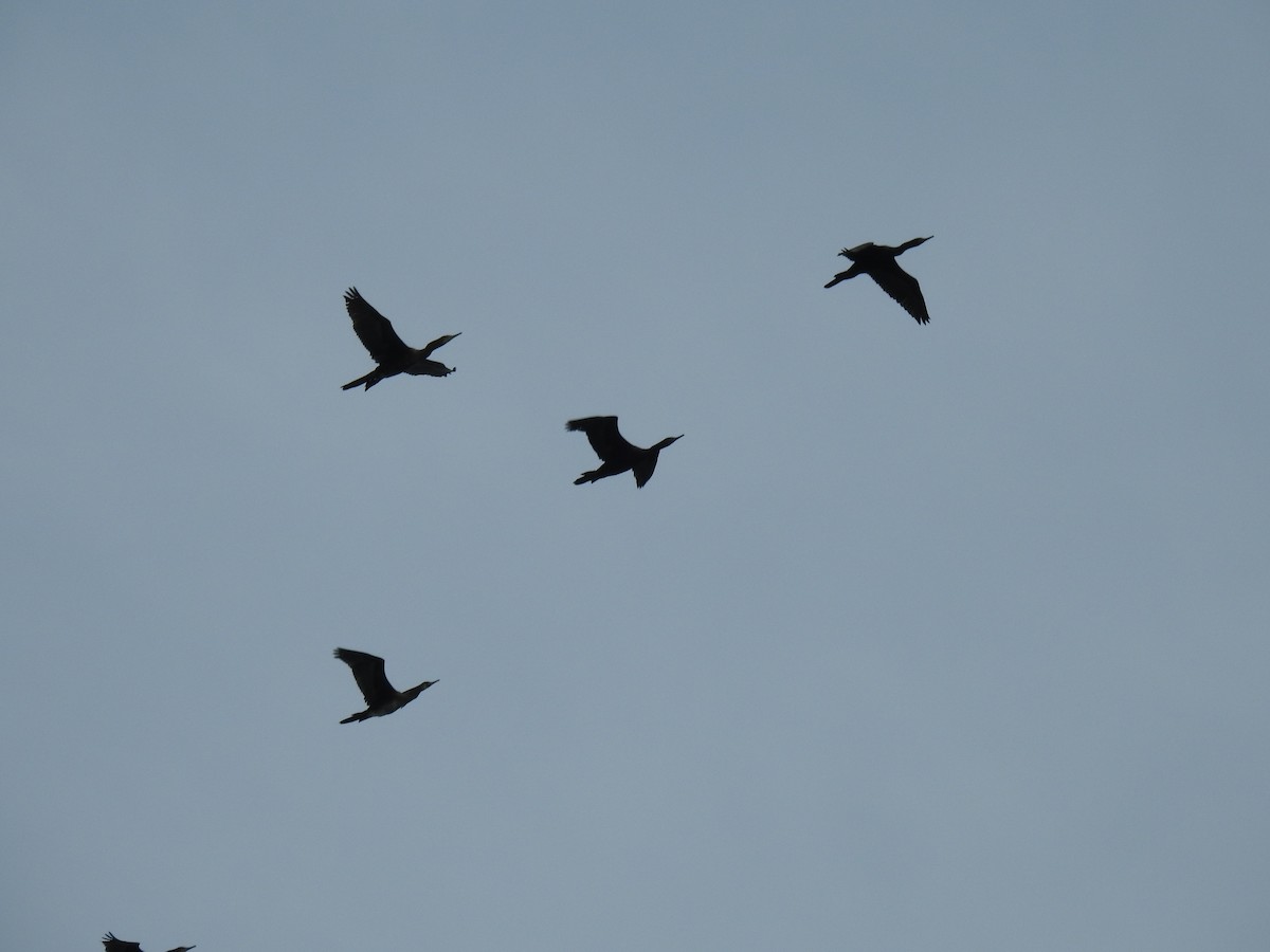 Indian Cormorant - ML359288861