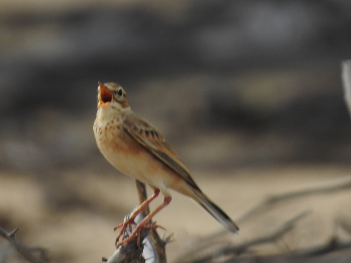 Paddyfield Pipit - ML359288891