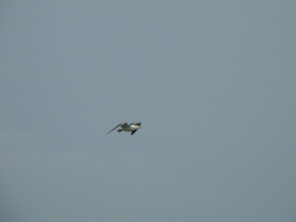 Хэуглины цахлай - ML359288951