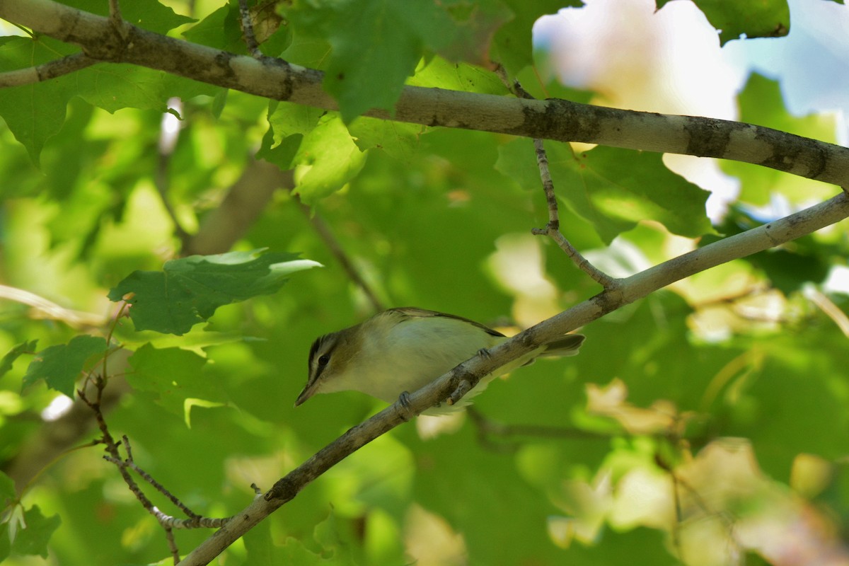 Kızıl Gözlü Vireo - ML35928901