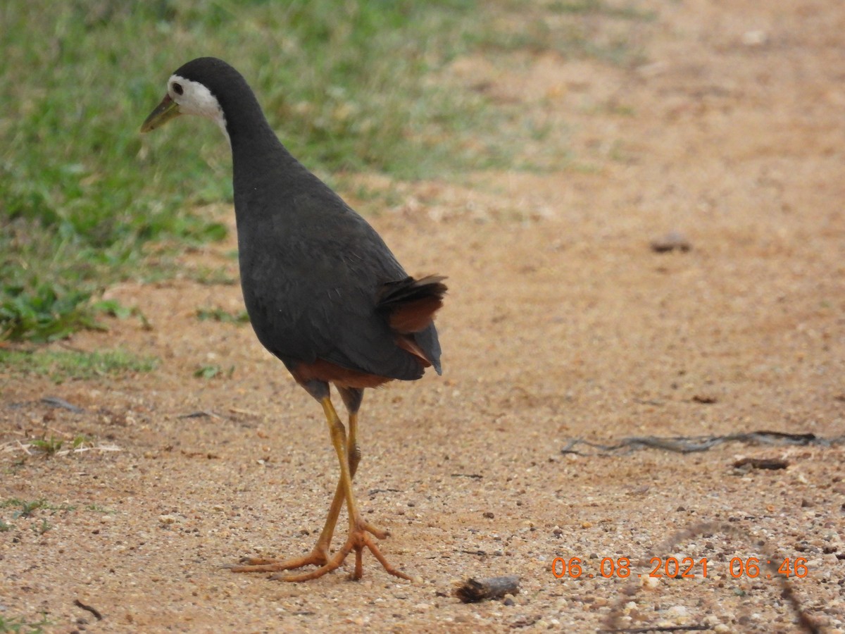 White-breasted Waterhen - ML359290671