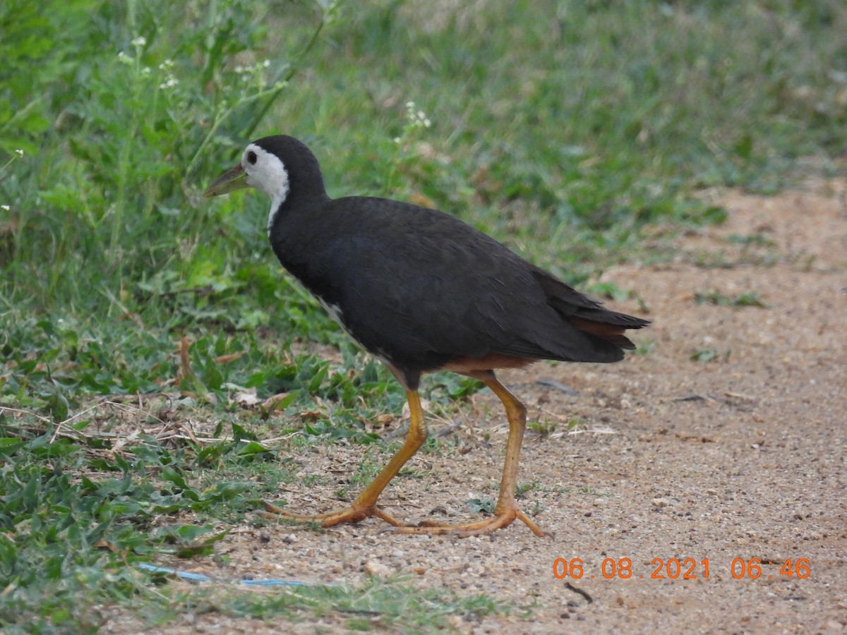 White-breasted Waterhen - ML359290911